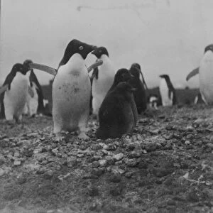 Adelie penguins and chicks