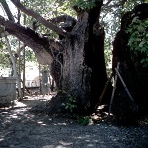 Medical - The sacred healing tree of Hippocrates, on the island of Cos, Greece. Hippocrates