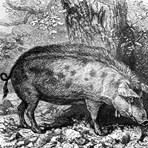 Medieval Pig which used to roam the woodlands of weald Wild boar