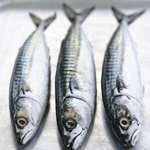 Three whole raw fresh mackerel credit: Marie-Louise Avery / thePictureKitchen / TopFoto