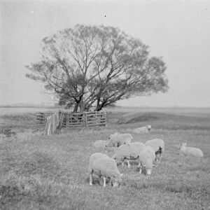 Romney Marsh a sparsely populated wetland area in the counties of Kent and East Sussex 1925