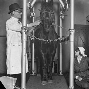 Sunray treatment for a horse. A horse undergoing sunlight treatment with artificial
