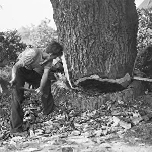Tree felling in Crayford, Kent. Two men work the tree from one side with a saw