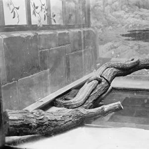 At the Zoo Boa or a python 13 January 1928