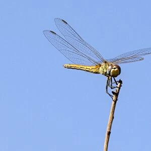 Israel-Nature-Insect-Dragonfly