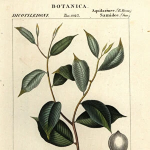 Agarwood, Aquilaria malaccensis, Critically endangered
