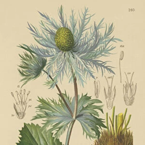 Alpine Sea Holly (Eryngium alpinum) (colour litho)