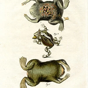 American toads (coloured engraving)