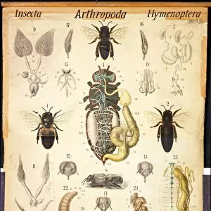Anatomy of the Apis, No. XXVII, Leuckarts Zoological Wall Chart