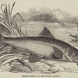 Angling Notes for the Month, Barbel (engraving)