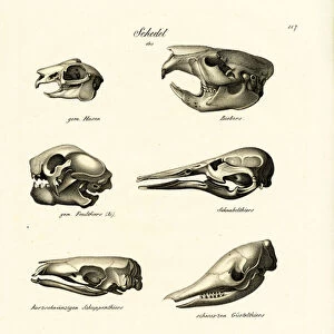 Animal Skulls, 1824 (colour litho)