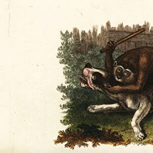 Battle between a bulldog and Jack, a Cingalese monkey, in Worcester, England, 1799