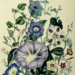 Bindweed, plate 26 from The Ladies Flower Garden, published 1842