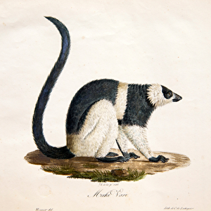 Black-and-white ruffed lemur, from Histoire Naturelle des Mammiferes