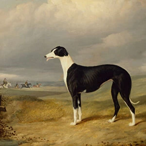 A Black and White Greyhound in an Open Landscape, 1842 (oil on canvas)