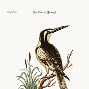 The black and white Kingfisher, 1749-73 (coloured engraving)