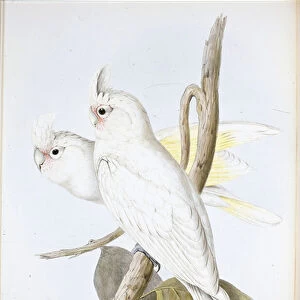 Blood-stained Cockatoo (Cacatus Sanguinea ) (hand-coloured litho)