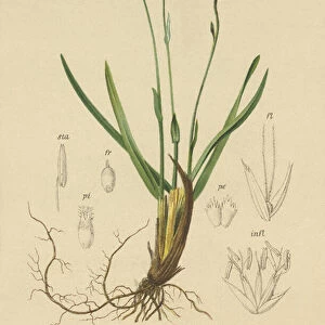Blue Moor-grass (Sesleria caerulea, Sesleria uliginosa) (colour litho)