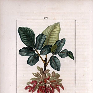 Botany: "Pistachio, branch and fruit (pistachio nut tree, Pistacia vera, with branch, leaves, ripe fruits. Handcoloured stipple copperplate engraving by Lambert Junior from a drawing by Pierre Jean-Francois Turpin from Chaumeton)