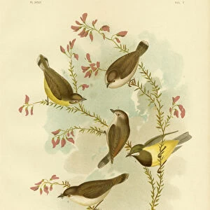 Brown Gerygone, 1891 (colour litho)