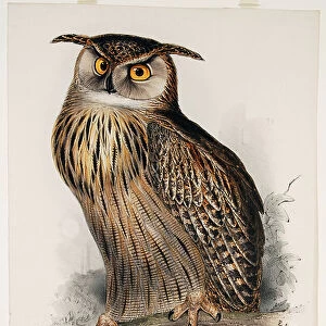 Bubo maximus or Tawny Owl, 1837 (hand-coloured litho on paper)