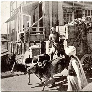 Bullock-Cart, c. 1900-20 (b / w photo)