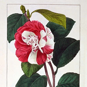 Camellia japonica, 1836 (hand-coloured engraving)
