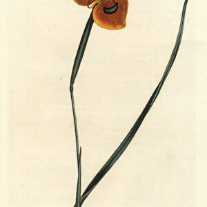 Cape Tulip - Orange-coloured moraea, Moraea tulbaghensis (Moraea pavonia). Handcoloured copperplate engraving by F. Sansom Jr. after an illustration by Sydenham Edwards from William Curtis Botanical Magazine, T. Curtis, London, 1809