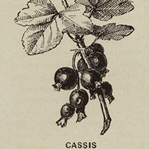 Cassis (engraving)