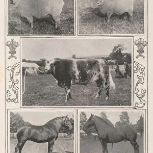 The Cattle Show at Cardiff, the Royal Prize Winner and others (b / w photo)