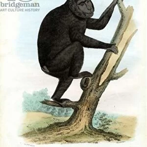 Celebes Ape, 1863-79 (colour litho)