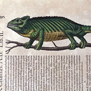 The chameleon after Historiae animalium by Konrad Gesner, Tiguri, 1555. Bibl