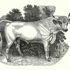 Chillingham Cattle (engraving)
