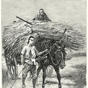 Chinese Harvesters (engraving)