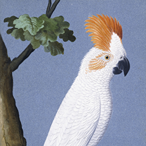 Cockatoo, 1750-1800 (pen, ink, and watercolour)