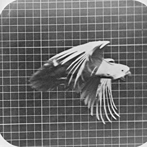 Cockatoo in flight, from Animal Locomotion, An Electro-Photographic Investigation