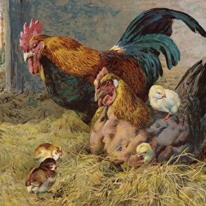 Cockerel, hen and chicks in a barn (colour litho)