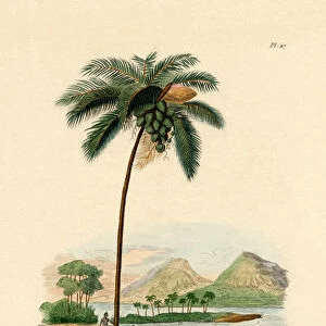 Coconut Palm, 1833-39 (coloured engraving)
