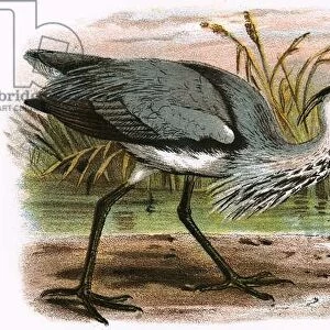 Common Heron