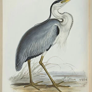 Common Heron, from The Birds of Europe by John Gould, 1837 (colour litho)
