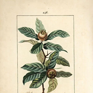 Common Neflier - German medlar, Mespilus germanica, with leaf, fruit, seed and flower. Handcoloured stipple copperplate engraving by Lambert Junior from a drawing by Pierre Jean-Francois Turpin from Chaumeton