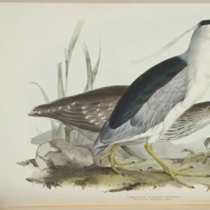 Common Night Heron, from The Birds of Europe by John Gould, 1837 (colour litho)
