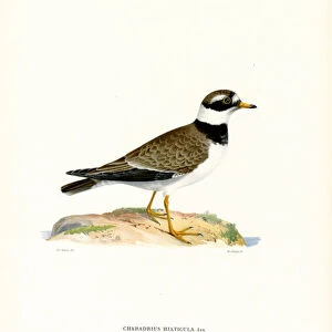 Common Ringed Plover (colour litho)