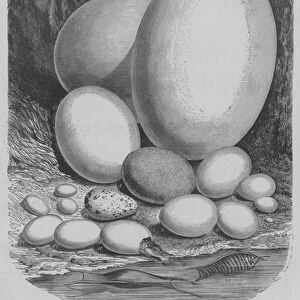 The Comparative Sizes of Eggs (engraving)