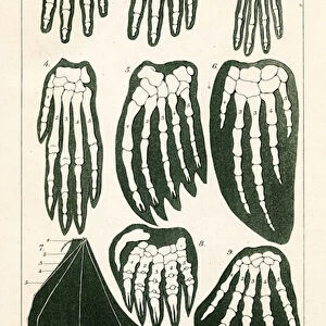Comparing the bones in the hands of nine different mammals, 1898 (colour litho)