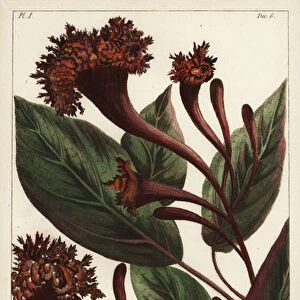 Cornucopian shrub, Copianthus indica, Hil