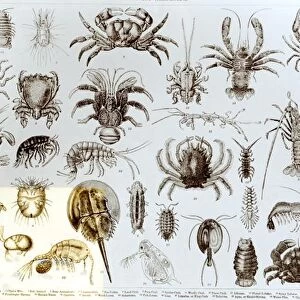 Crustacea and Arachnida (litho) (b / w photo)