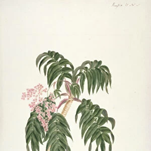 Cusso or Banbesia; Abyssinia (leaves and flowers) (w / c and gouache over graphite