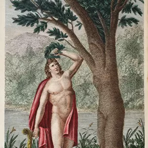 Daphne into a Laurel or Apollo Incoronasi de Lauro, illustration from Ovid