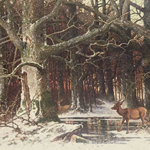 Deer in the Forest, 19th century